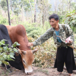 Nông dân xã Mường Lạn, huyện Sốp Cộp phát triển chăn nuôi trâu, bò từ nguồn vốn ưu đãi