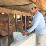 Gia đình anh Nguyễn Đình Phú ở xã Tân Hộ Cơ vay vốn ưu đãi chăn nuôi bò