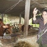 Chị Nguyễn Thị Ổi ở ấp Mỹ Hòa, xã Mỹ Thạnh phát triển chăn nuôi bò từ nguồn vốn chính sách