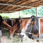 Mô hinh nuôi bò cỏ vỗ béo của gia đình anh Lò Văn Hặc ở bản Có Tình, xã Chiềng Kheo, huyện Mai Sơn cho thu hơn 400 triệu đồng/năm