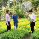 Từ nguồn vốn vay ưu đãi của NHCSXH, nhiều hộ dân trên địa bàn huyện Sơn Hà đã có điều kiện phát triển kinh tế, vươn lên thoát nghèo bền vững