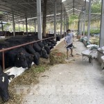 Nhờ nguồn vốn ưu đãi của NHCSXH, anh Nguyễn Quốc Tuấn ở xã Vân Trục, huyện Lập Thạch hiện đang nuôi hơn 100 con bò thịt, xuất bán hơn 20 tấn thịt/năm, sau khi trừ chi phí có lãi trên gần 1,5 tỷ đồng