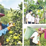 Nguồn vốn chính sách đã giúp nhiều hộ đồng bào DTTS ở Lào Cai vươn lên thoát nghèo