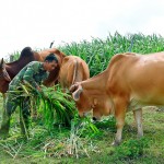 Nông dân xã Đông, huyện Kbang (Gia Lai) vay vốn chính sách nuôi bò vỗ béo