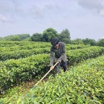 Ông Lương Thanh Tuyền ở Bản Chà Coong, xã Thanh Sơn, huyện Thanh Chương vay vốn ưu đãi để trồng cây ăn quả và trồng chè công nghiệp đã vươn lên thoát nghèo