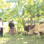 Mô hình chăn nuôi bò từ vốn vay của gia đình chị Chamma lé Thị Điểu