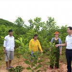 Người dân vùng đồng bào DTTS huyện Bắc Trà My phát triển trồng rừng gỗ lớn nhờ vốn vay theo Nghị định 28