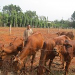 Từ vốn ưu đãi, nông dân xã Long Phước, TP Bà Rịa đã đầu tư nuôi bò hiệu quả