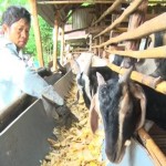 Từ nguồn vốn Ngân hàng Chính sách xã hội, ông Đỗ Viết Hiệu ở ấp 18 Gia Đình, xã Bảo Quang, TP Long Khánh đã đầu tư mô hình chăn nuôi dê hiệu quả