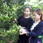Tín dụng ưu đãi giúp nhiều hộ dân xã Hùng An, huyện Bắc Quang có vốn phát triển kinh tế, vươn lên thoát nghèo bền vững