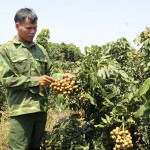 Nông dân xã Ea Sô, huyện Ea Kar phát triển mô hình trồng nhãn từ nguồn vốn tín dụng ưu đãi