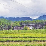 Vườn ươm keo lá tràm từ vốn chính sách của anh Trần Ngọc Xuân ở xã Trà Phú, huyện Trà Bồng