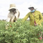 Từ nguồn vốn chính sách hỗ trợ, nhiều mô hình chuyển đổi sản xuất nông nghiệp hiệu quả giúp đời sống đồng bào Khmer tỉnh Trà Vinh được cải thiện rõ rệt