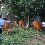 Bà Võ Thị Hạnh, thôn Tây Thành, xã Nam Trạch, huyện Bố Trạch (Quảng Bình) phát triển mô hình chăn nuôi bò nhờ nguồn vốn vay 50 triệu đồng từ chương trình hỗ trợ tạo việc làm, duy trì và mở rộng việc làm