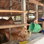 Từ nguồn vốn vay của NHCSXH, nông dân xã Tịnh Thọ, huyện Sơn Tịnh đầu tư nuôi bò vỗ béo