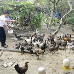 Mô hình nuôi gà đen của ông Vừ Tồng Pó ở xã Mường Lống, huyện Kỳ Sơn