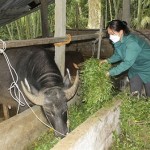 Chăn nuôi gia súc là một trong những hướng phát triển kinh tế giúp nhiều hộ dân tỉnh Tuyên Quang thoát nghèo