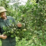 Từ nguồn vốn vay NHCSXH, ông Phạm Văn Công ở xã Sơn Lang, huyện Kbang đầu tư trồng cây ăn quả