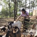 Hội viên phụ nữ trên địa bàn huyện Lộc Bình phát triển mô hình chăn nuôi dê