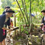 Mô hình trồng măng Bát Độ giúp bà con dân tộc huyện Trấn Yên phát triển kinh tế
