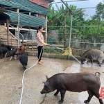 Hộ dân ở khu phố Hải Tiến, thị trấn Bến Sung được vay vốn chính sách phát triển chăn nuôi