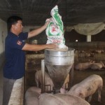 Từ nguồn vốn vay ưu đãi, nông dân huyện Hải Hậu đầu tư chuồng trại khép kín chăn nuôi lợn đạt hiệu quả kinh tế cao