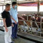 Từ nguồn vốn ưu đãi, nhiều nông dân huyện Vũ Thư đã đầu tư mô hình nuôi bò vỗ béo hiệu quả