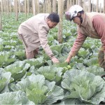 Nhiều hộ nghèo trên địa bàn tỉnh Đắk Nông được vay vốn NHCSXH để đầu tư sản xuất nông nghiệp