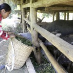 Người dân thôn Bản Qua 2, xã Tân Tiến chăn nuôi trâu sinh sản đem lại thu nhập ổn định