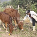 Vốn vay chương trình giải quyết việc làm giúp gia đình bà Đinh Thị Minh tiếp tục đầu tư chăn nuôi bò