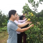 Tín dụng ưu đãi giúp nhiều nông dân tại huyện Hương Sơn có điều kiện mở rộng diện tích trồng cảm, mang lại năng suất, chất lượng cao