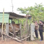 Nhiều hộ dân huyện Ia Grai phát triển chăn nuôi hiệu quả từ nguồn vốn chính sách