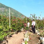 Anh Trần Minh Quang ở ấp Phước Hội, xã Suối Đá, huyện Dương Minh Châu mở rộng diện tích trồng cây kiểng nhờ vốn vay ưu đãi