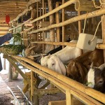 Người dân trên địa bàn tỉnh Đắk Nông vay vốn NHCSXH đầu tư chăn nuôi dê