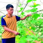 Anh Lê Văn Tiên ở xã Gia Phương, huyện Gia Viễn đã xây dựng thành công mô hình trồng rau an toàn theo hướng công nghệ cao