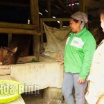 Từ nguồn vốn vay ưu đãi, hộ nghèo xã Thành Sơn (Mai Châu) đầu tư chăn nuôi bò sinh sản
