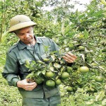 Từ vốn vay NHCSXH, ông Phạm Văn Công ở xã Sơn Lang, huyện Kbang đầu tư trồng cây ăn quả mang lại giá trị kinh tế cao