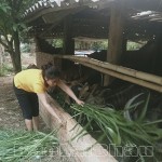 Chị Vàng Thị Loan ở bản Nà Phát, xã Phúc Than, huyện Than Uyên chăm sóc đàn gia súc