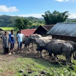 Đồng bào DTTS ở thôn Kon Vơng Kia, thị trấn Măng Đen vay vốn ưu đãi phát triển chăn nuôi gia súc
