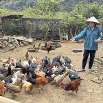 Gia đình chị Hồ Thị Kiều phát triển chăn nuôi từ nguồn vốn chính sách