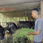 Nhiều hộ đồng bào DTTS tỉnh Hậu Giang phát triển chăn nuôi trâu sinh sản từ nguồn vốn ưu đãi