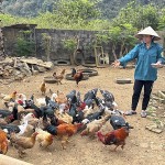 Đàn gà hàng trăm con của gia đình  chị Hồ Thị Kiều