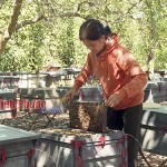 Bà Hoàng Thị Khôi ở ấp Sóc Nê, xã Tân Tiến, huyện Bù Đốp chăm sóc đàn ong mật của gia đình