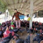 Gia đình bà Tạ Thị Tuyết vay vốn chính sách chăn nuôi gà