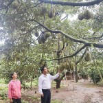 Từ vốn vay tín dụng chính sách, gia đình bà Bùi Thị Đằm ở tổ dân phố 8, thị trấn Quảng Phú đã mở rộng diện tích trồng sầu riêng, vươn lên thoát nghèo
