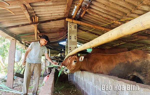 Từ vốn vay ưu đãi, gia đình ông Bùi Văn Chiền, xóm Bợ phát triển chăn nuôi bò sinh sản, đem lại hiệu quả kinh tế cao