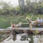 Được vay vốn chính sách, hộ dân ở xóm Lau Bai, xã Vầy Nưa, huyện Đà Bắc đã phát triển nuôi cá lồng, đem lại thu nhập khá