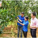 Đoàn viên thanh niên trên địa bàn tỉnh Tuyên Quang sử dụng vốn vay ưu đãi phát triển kinh tế