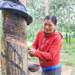 Nguồn vốn từ NHCSXH đã giúp đồng bào DTTS trên địa bàn tỉnh Kon Tum làm ăn để thoát nghèo bền vững