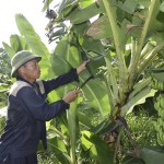 Anh Nguyễn Hồng Hà ở xóm 2, xã Nghĩa Thuận, thị xã Thái Hòa trồng chuối phục vụ chăn nuôi